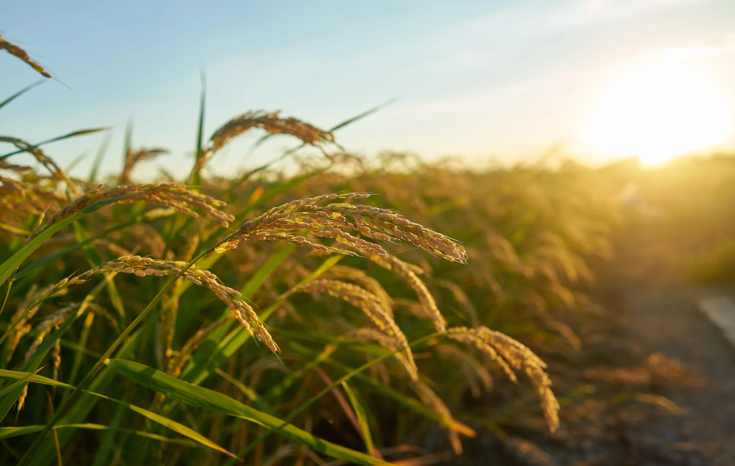 unlocking the protentional of every crop